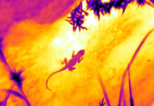 How peninsular rock agamas pick snoozing spots in cities How peninsular rock agamas pick snoozing spots in cities