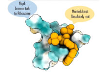 Study finds Asthma drug can help fight COVID Study finds Asthma drug can help fight COVID
