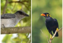 Barbara: Where Giant Squirrels & Cuckooshrikes rule Barbara Where Giant Squirrels & Cuckooshrikes rule