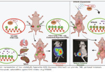 Researchers find novel way to target Triple-Negative Breast Cancer Researchers find novel way to target Triple-Negative Breast Cancer