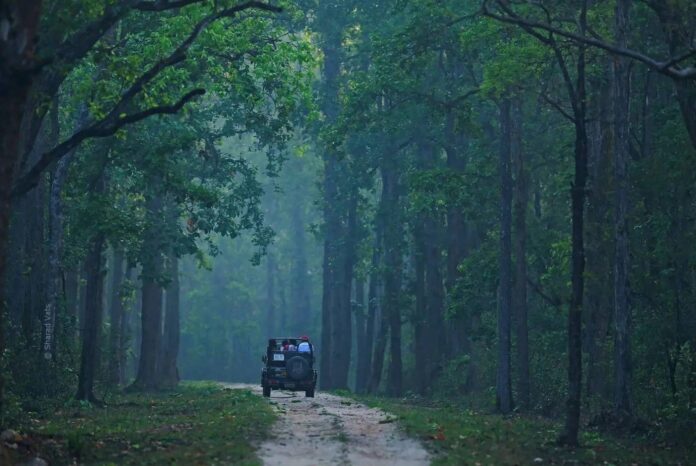 Madhya Pradesh's Top National Parks