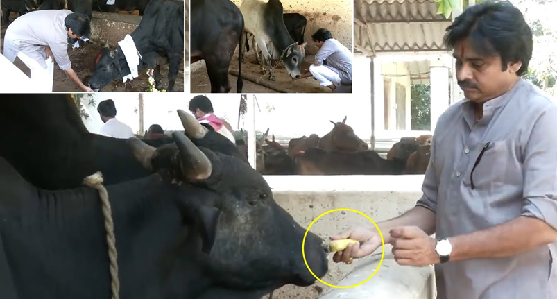 Pawan Kalyan's Commitment to Protect Cows A Reverence for Goshala Welfare