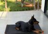 What 11,000+ Pet Parents Have Taught CanineJoy Gears About Building Better Products