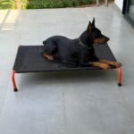 What 11,000+ Pet Parents Have Taught CanineJoy Gears About Building Better Products