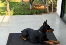 What 11,000+ Pet Parents Have Taught CanineJoy Gears About Building Better Products