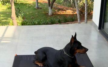 What 11,000+ Pet Parents Have Taught CanineJoy Gears About Building Better Products