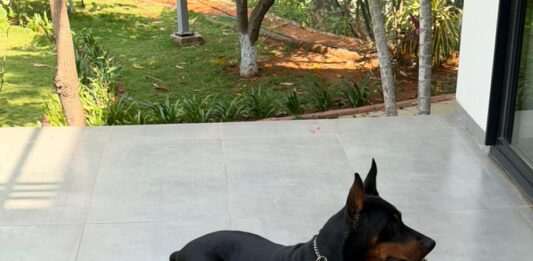 What 11,000+ Pet Parents Have Taught CanineJoy Gears About Building Better Products