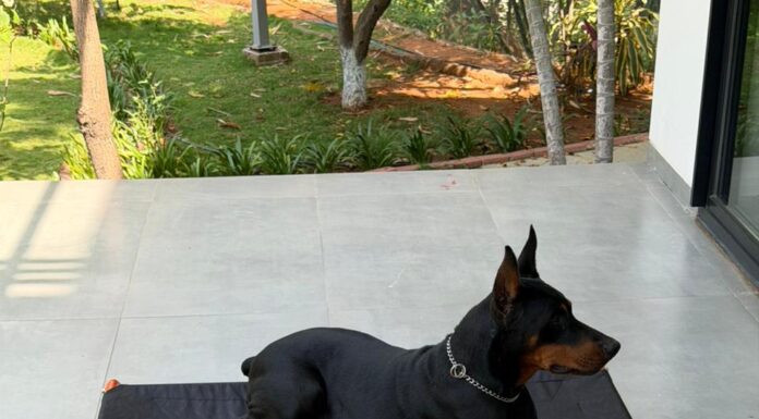 What 11,000+ Pet Parents Have Taught CanineJoy Gears About Building Better Products