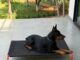 What 11,000+ Pet Parents Have Taught CanineJoy Gears About Building Better Products