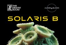 From Radio Waves to Real-World Experiences: Solaris B Launches a New Era of Immersive Progressive House Culture with Aurora Bloom DJ Solaris B , Solaris B,